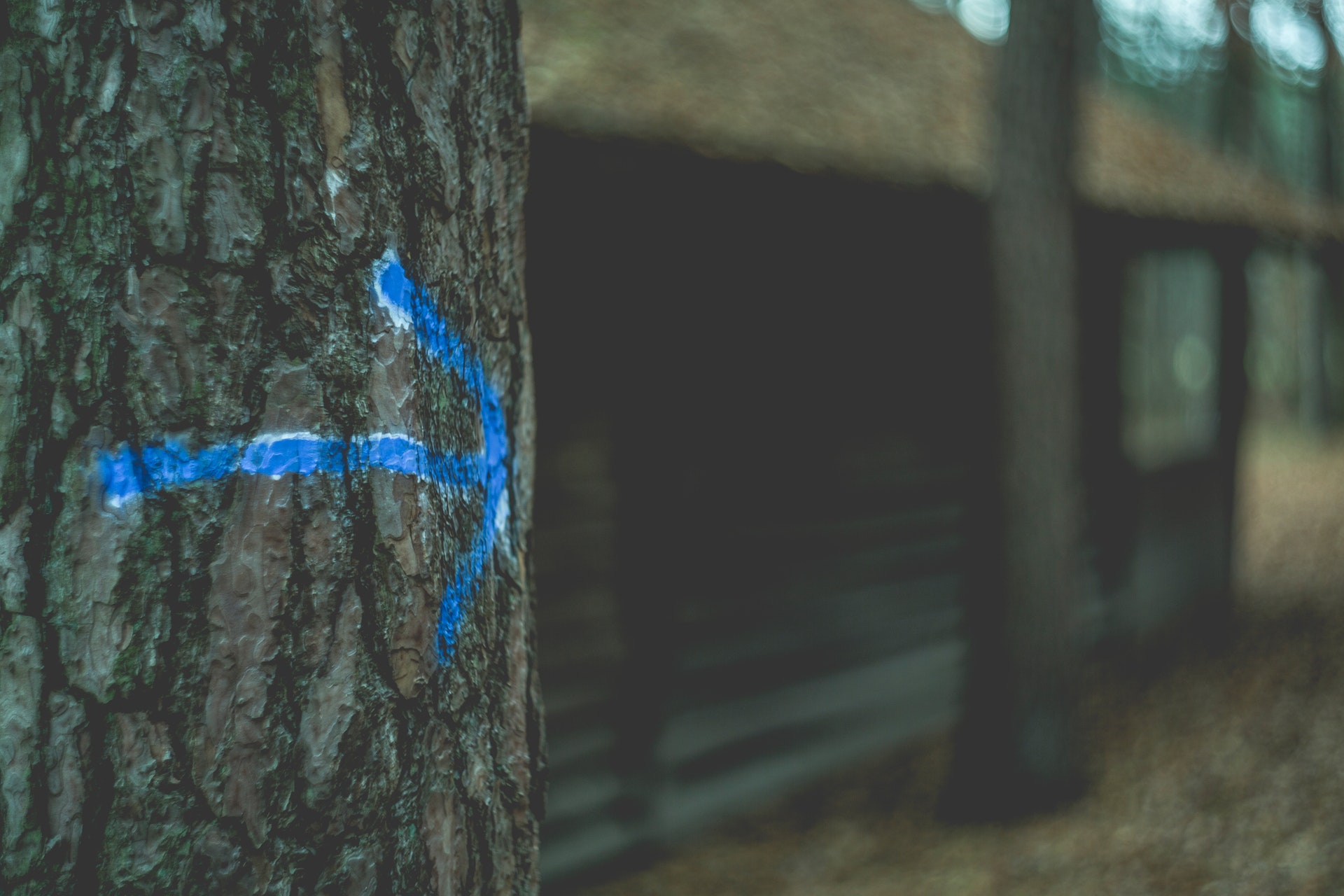 blue direction arrow on a tree