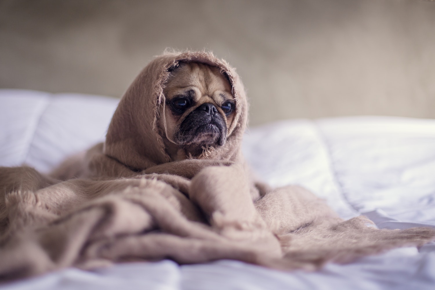 a pug in bed