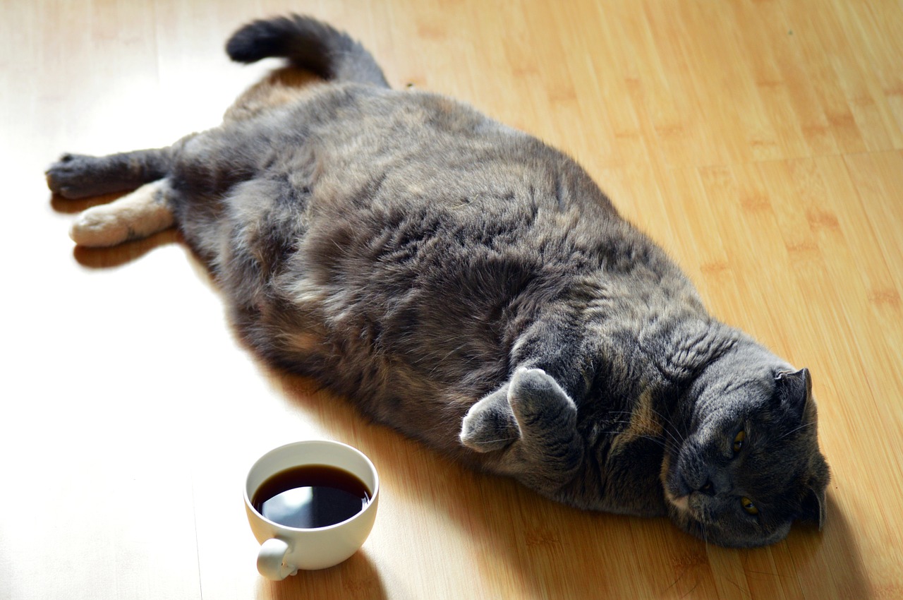 a fat cat