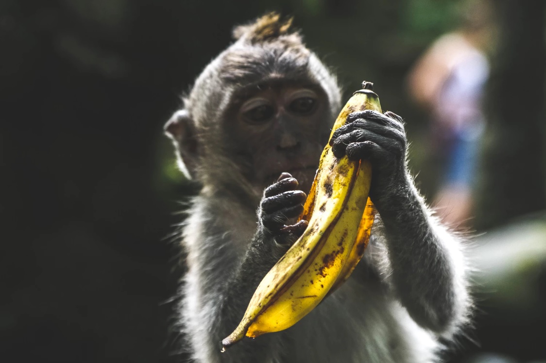 monkey with a banana
