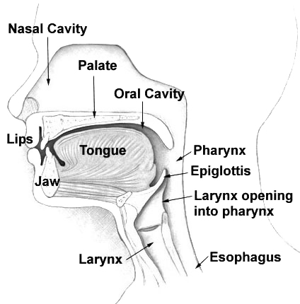 Nasal and Oral cavities
