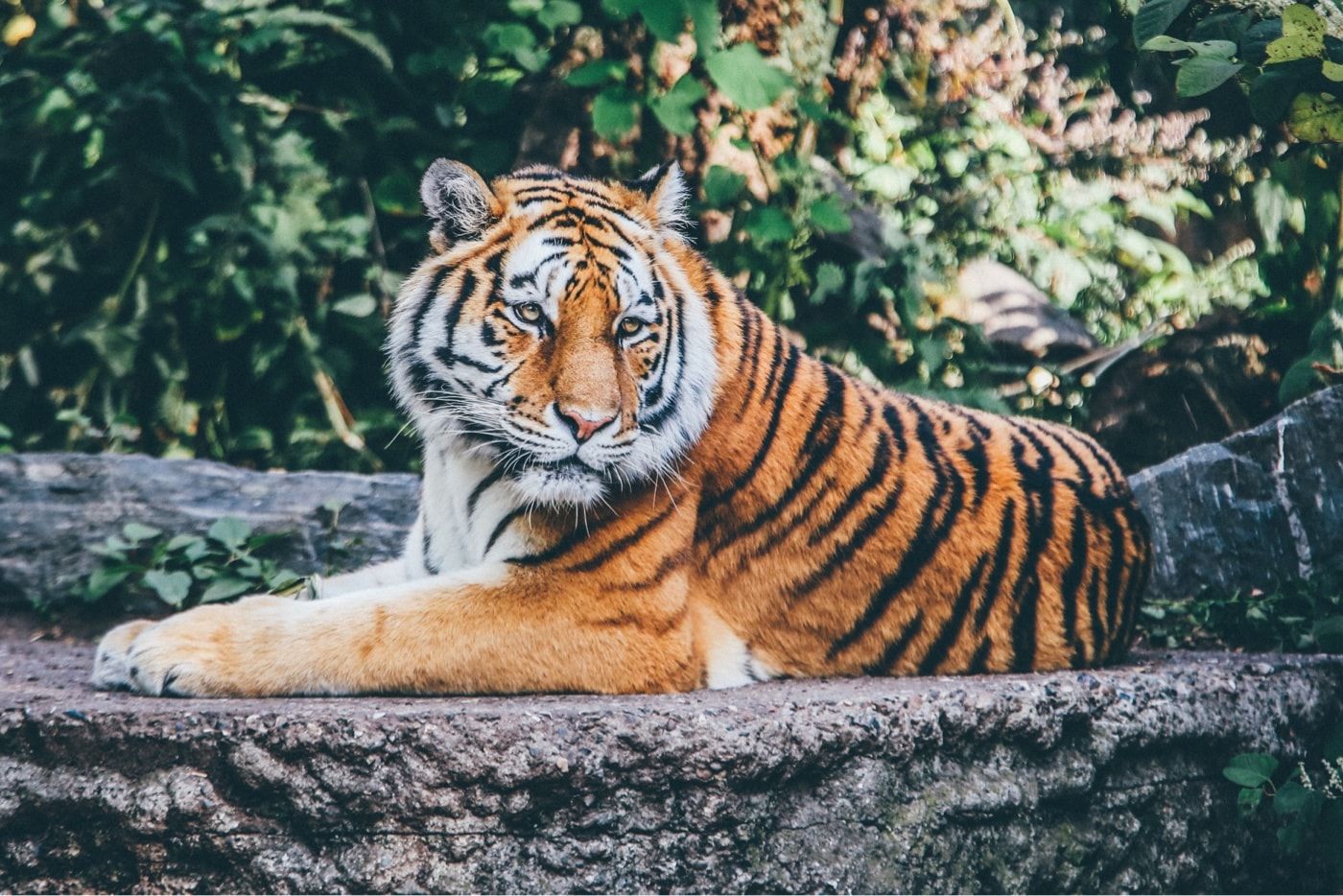 Sitting tiger