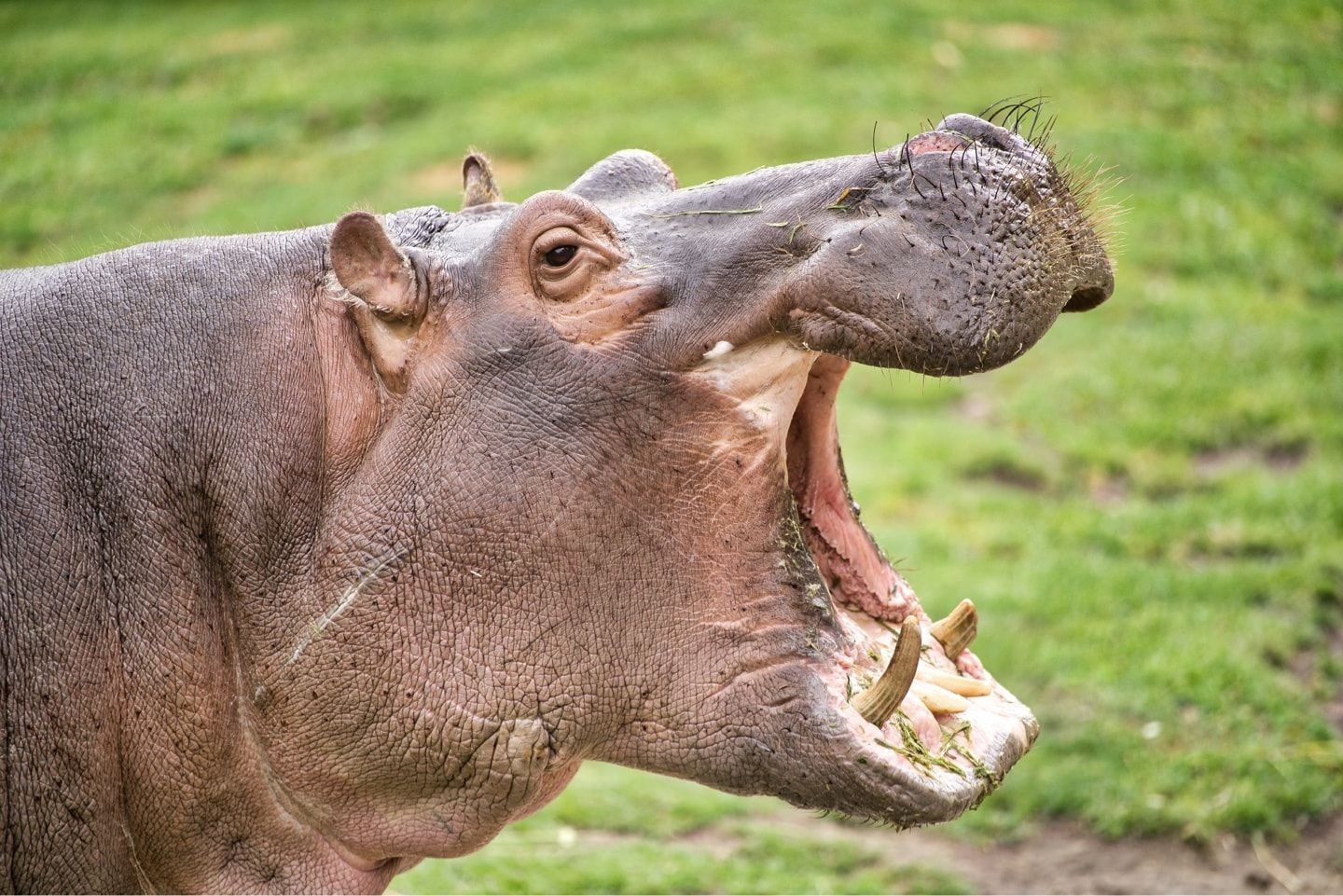 Hippo with his mouth open wide