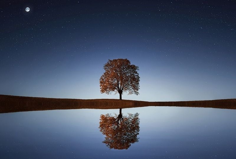 A tree and its reflection in a lake at night