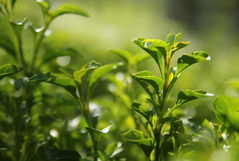 tea leaf plant