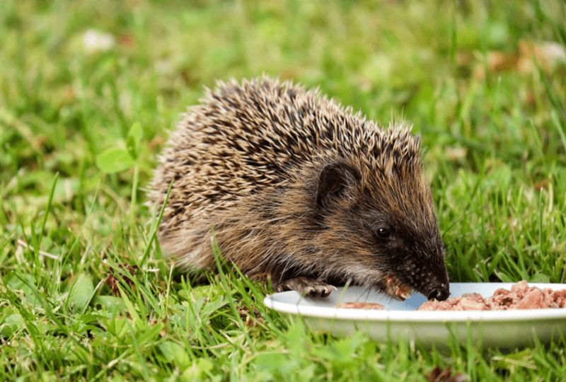 fressen eats food on a lawn