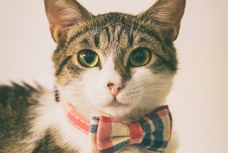 A kitten in a bow tie